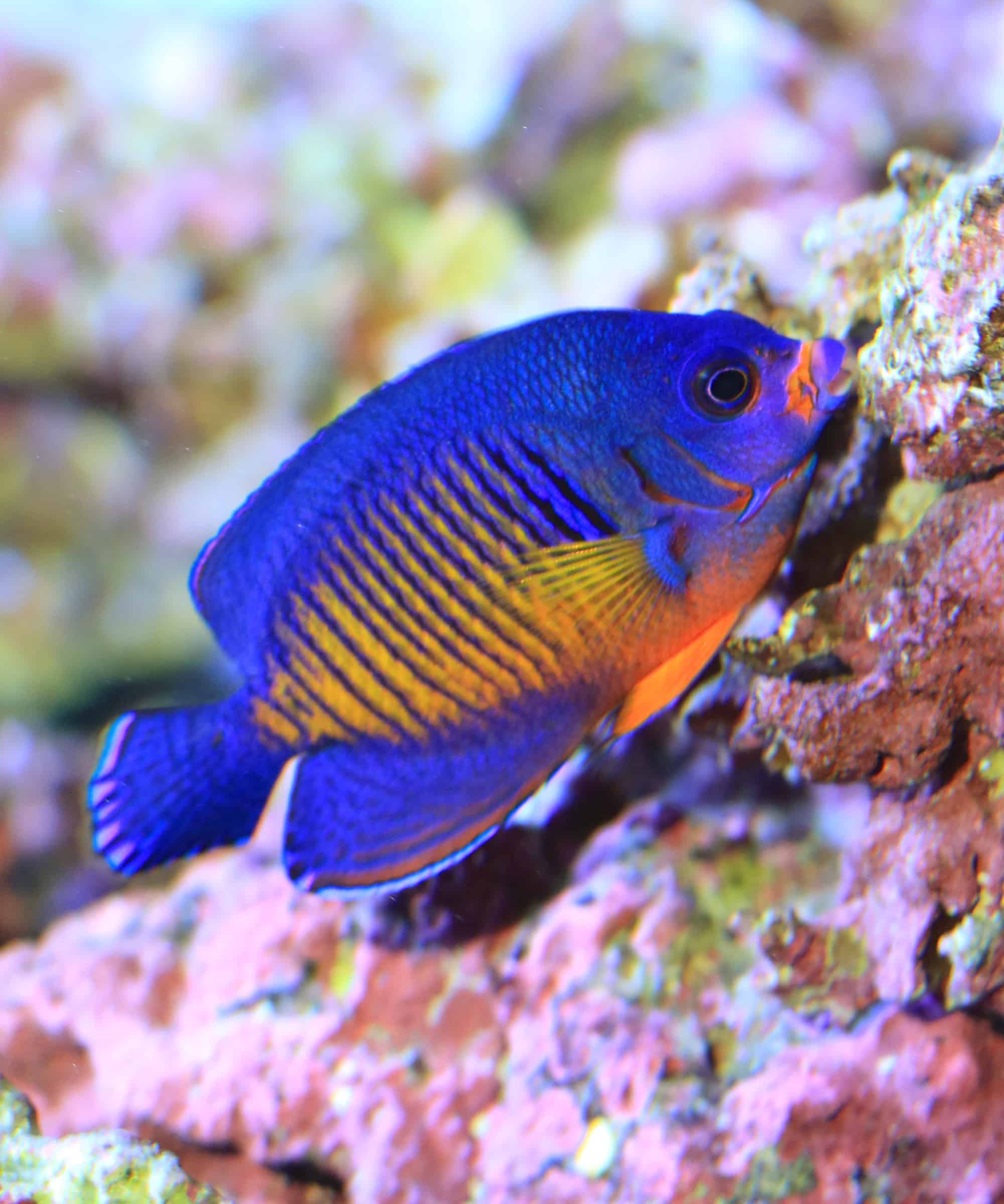 This fish would like a substrate made up of stones
