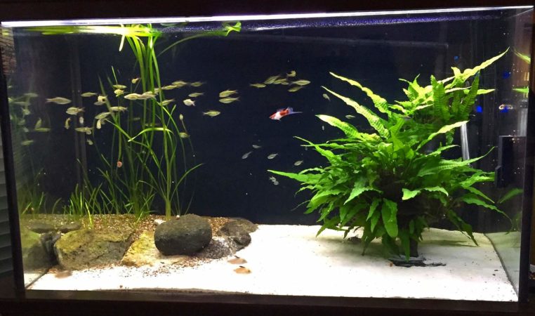 Tank living conditions