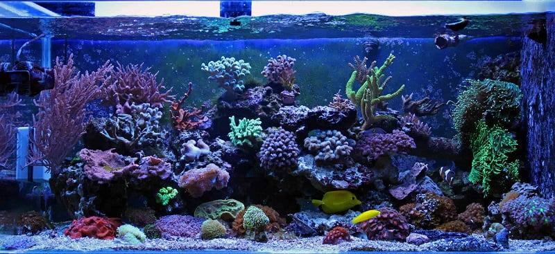 Tank setup idea for coral beauty