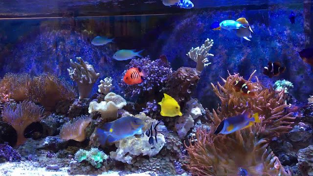 Tank size and setup
