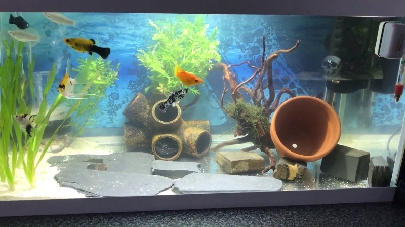 The 10 gallons fish tank for angelfish