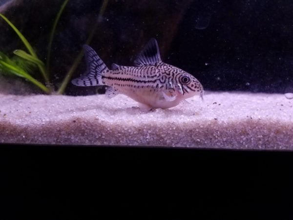 The swollen belly on the cory catfish