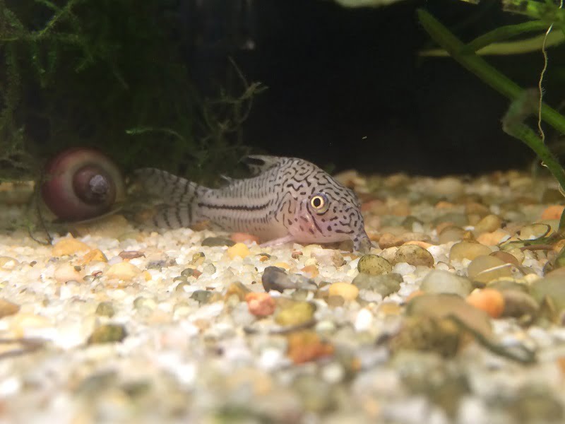 Lethargic Cory Catfish 9 Causes To Beware Of & Prevention