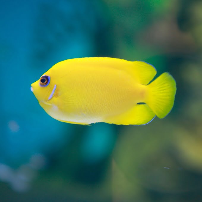 The lemonpeel dwarf angelfish like to be alone