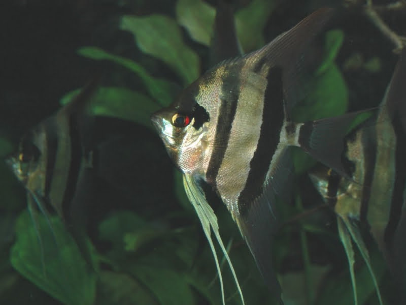 The majority of angelfish aggressiveness is caused by territorial instincts