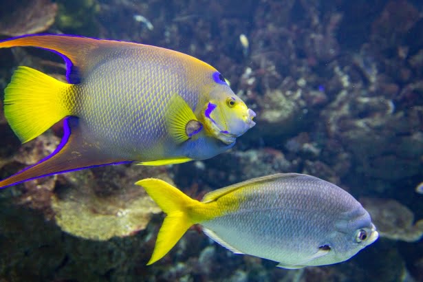 The queen angelfish caring guideline