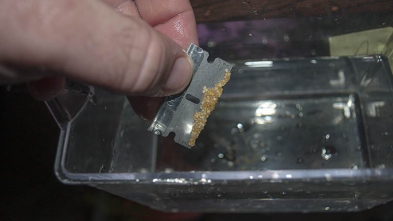 Using a single-edge razor blade to remove angelfish eggs