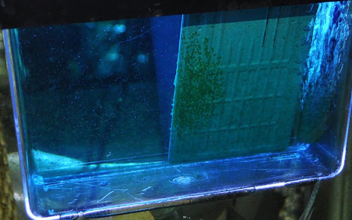 Using Methylene Blue on Angelfish eggs
