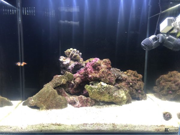 Water conditions for dwarf coral beauty angelfish