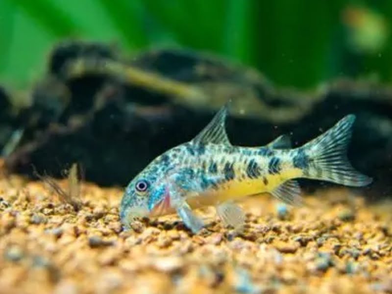 Well-fed cory catfish won't eat planaria