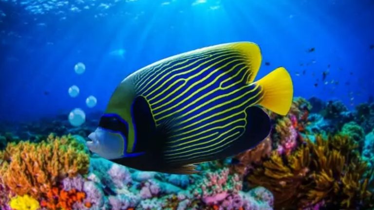What Do Angelfish Eat? Needed Guides For All Aquarists & Rare Known Interesting Facts
