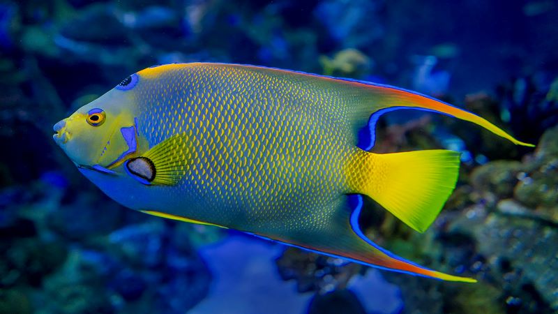 What Do Queen Angelfish Eat? A Healthy Diet You Should Know