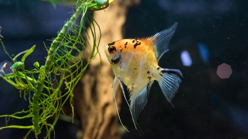 What Eats Angelfish: What Are They? Find Out 5 Ways Angelfish Do To Survive