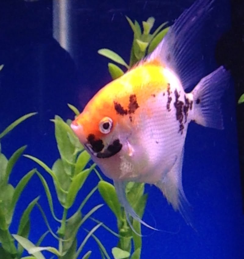 When an angelfish is pregnant, its behavior becomes aggressive