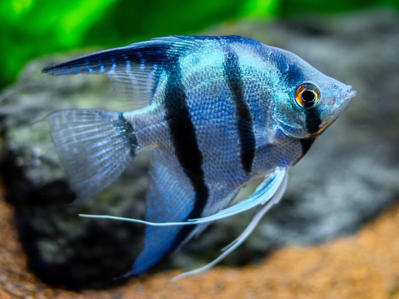 Why angelfish change colors?