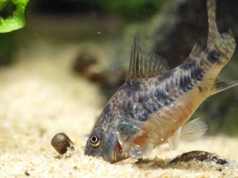 Why does cory catfish eat poop?