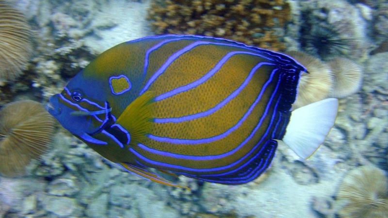 Will angelfish eat shrimp - Top 3 Reasons You Should Know