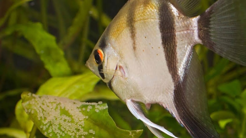 Will Angelfish Lay Eggs Without Male? How It Affect The Eggs