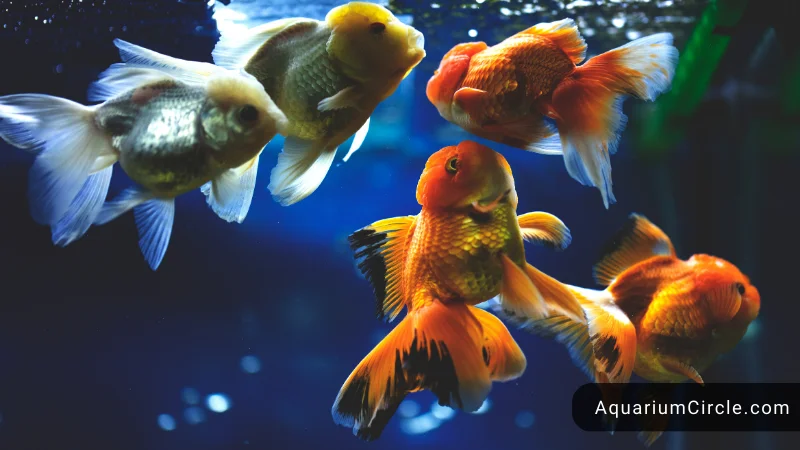 can betta fish live with goldfish