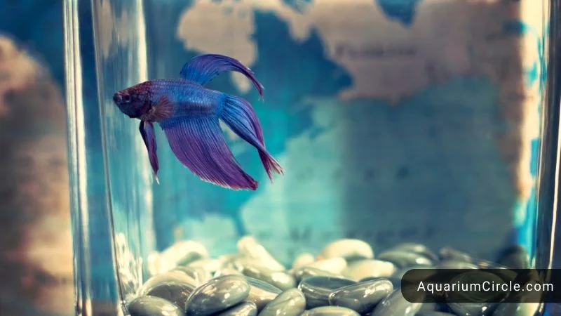 betta fish