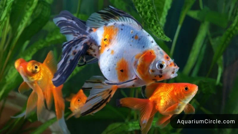 goldfish