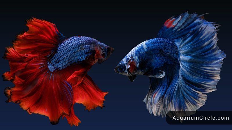bettas