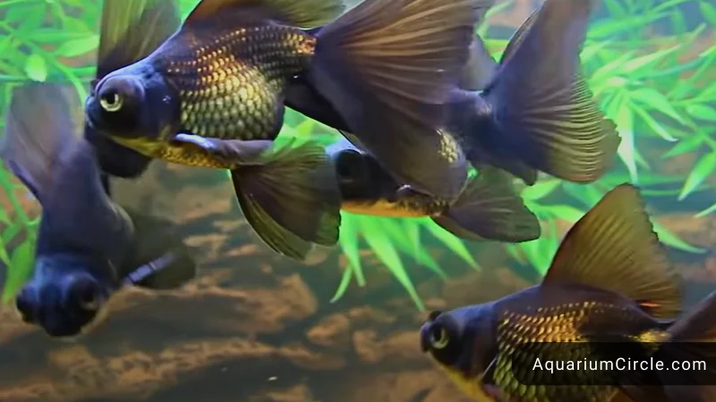 breeding black moor goldfish