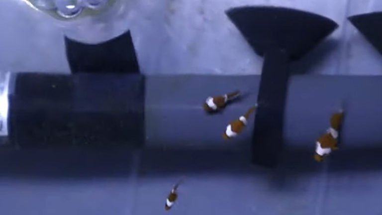 Baby Clownfish
