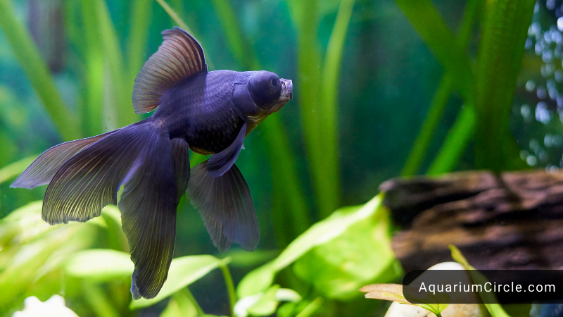 black moor goldfish