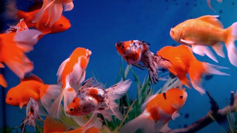Can Goldfish Bite