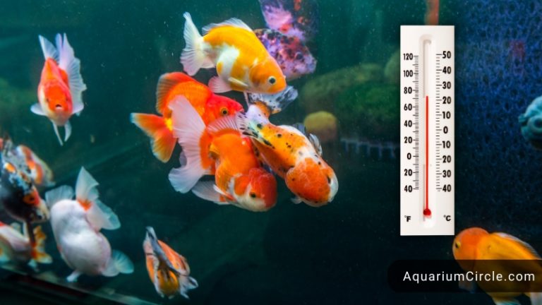 do goldfish need a heater