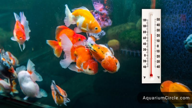 do goldfish need a heater