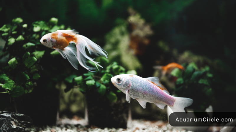 Illustration of Heating A Goldfish Tank For Young And Adult Fish