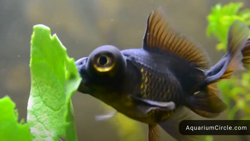 Goldfish food