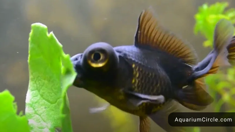 Goldfish food