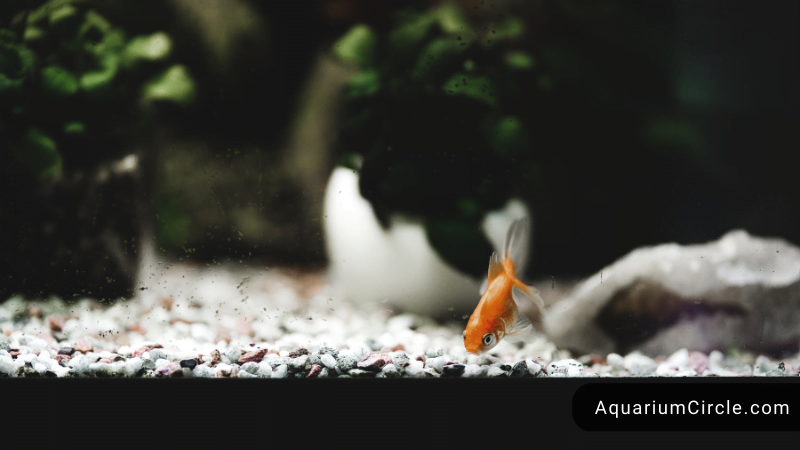 do goldfish need a heater