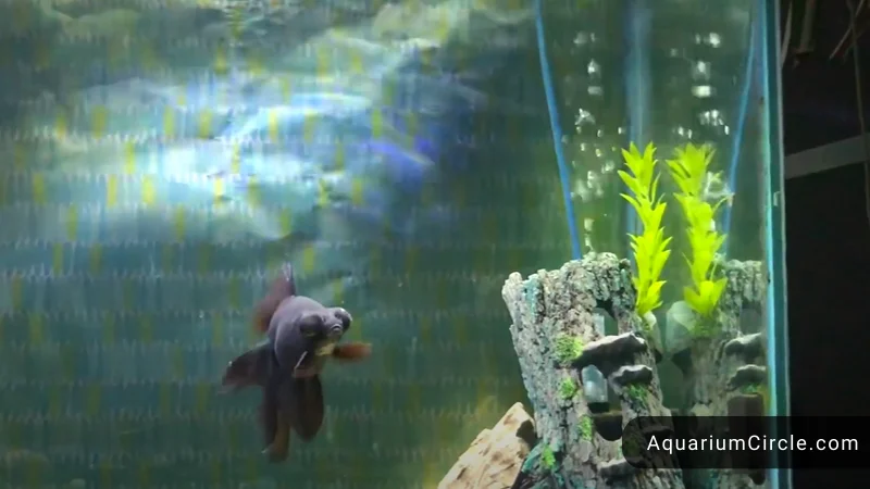 goldfish tank decorations