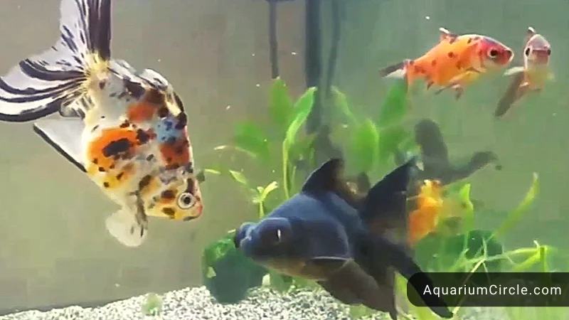goldfish tank mate