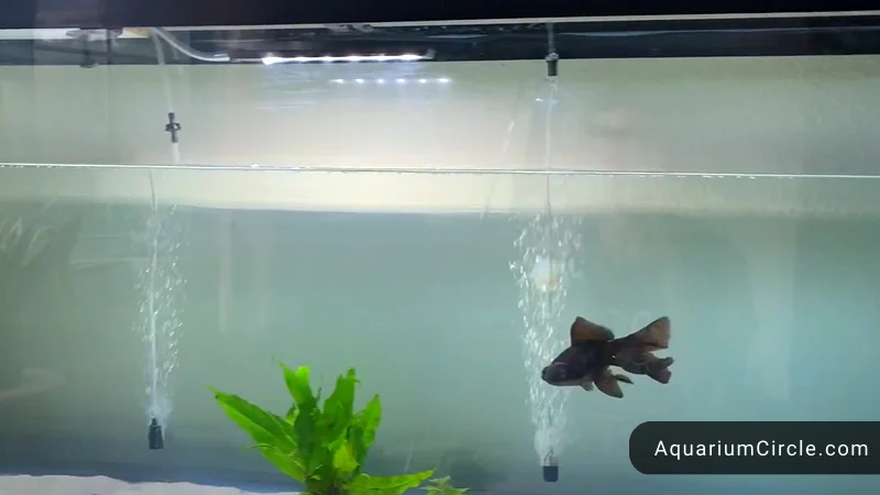 goldfish tank setup