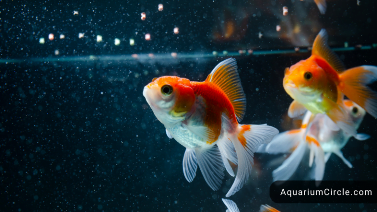 how long can goldfish go without food