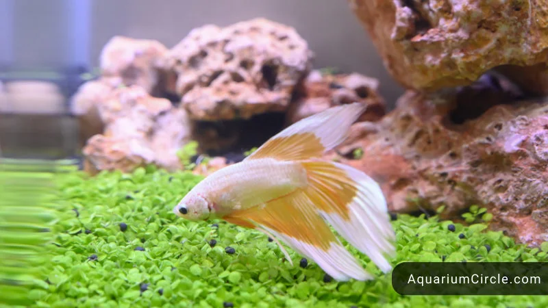 advantages of choosing appropriate size tank for a betta fish