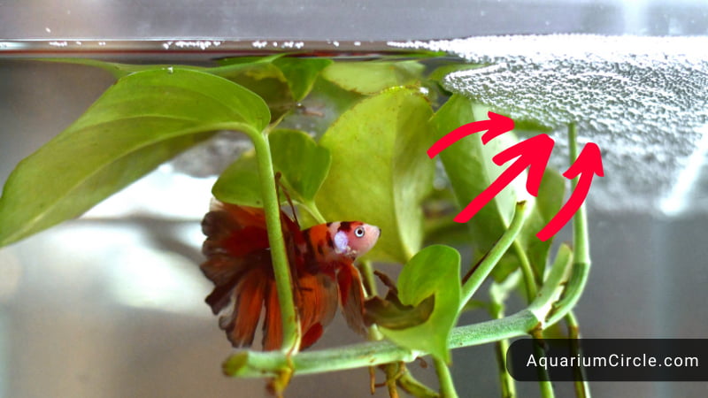 betta bubble nest