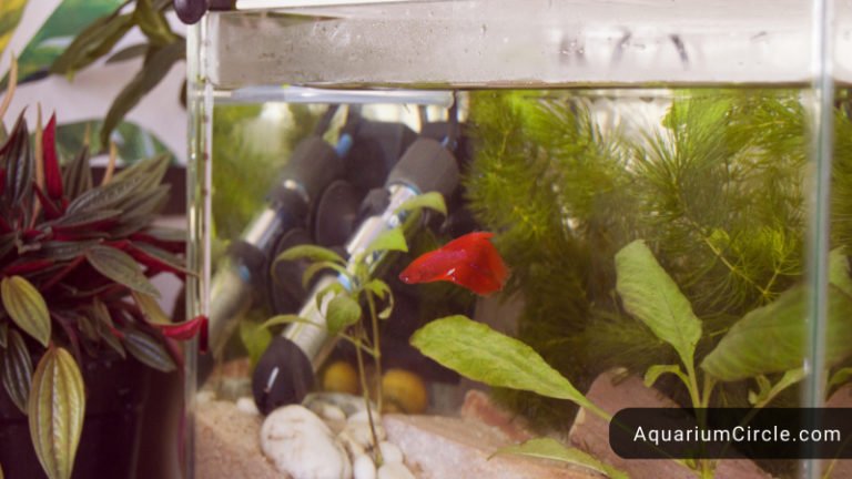 betta fish tank size