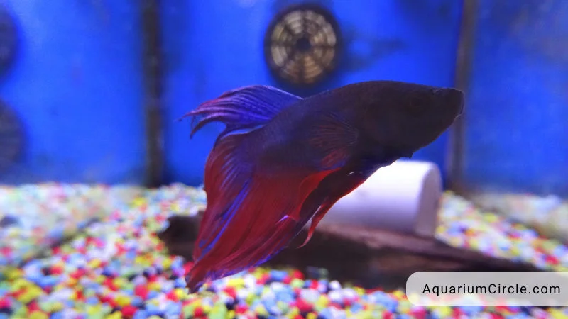 betta fish tank size errors to advoid
