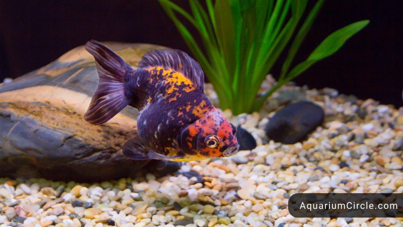 Why Is My Goldfish Turning Black - 10 Common Reasons