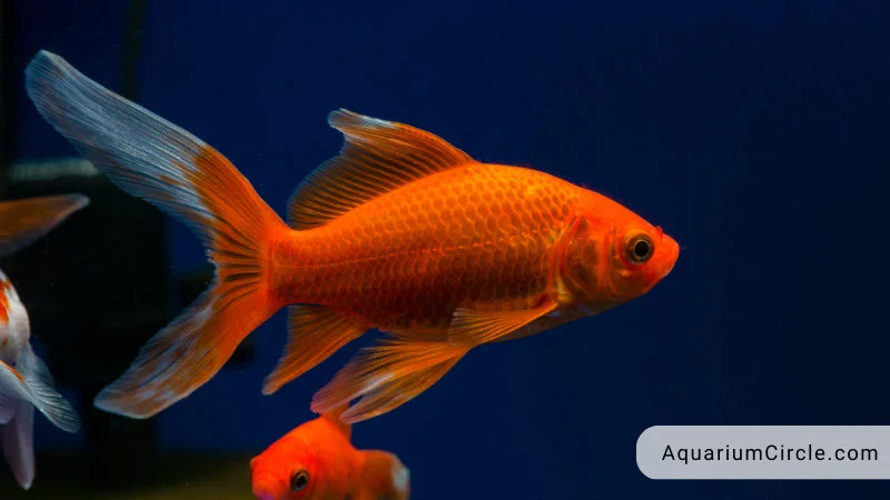 Common Goldfish Size