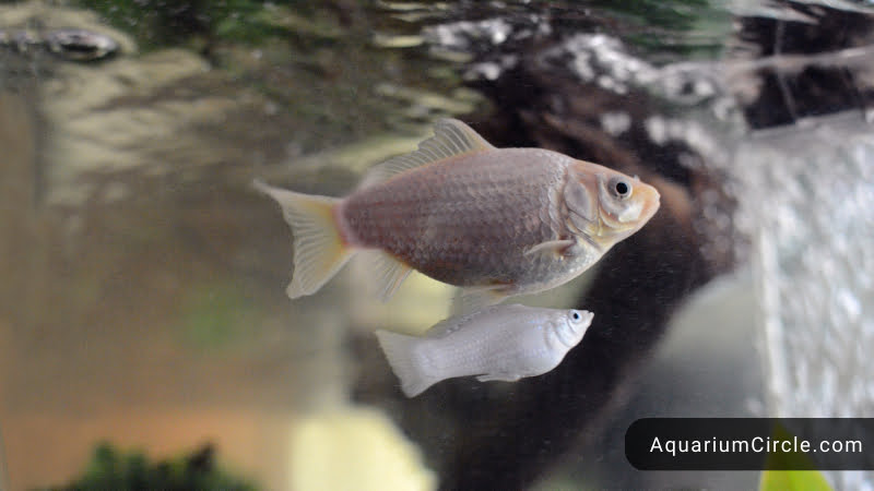 View of Goldfish Breeding: Thorough Guidance for Successful Reproduction