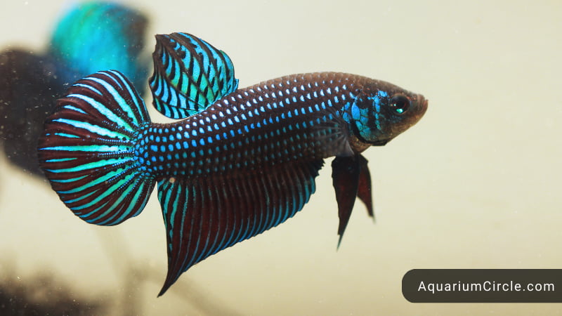 do betta fish like light