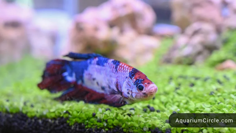factors that affect choosing the best tank size for a betta fish