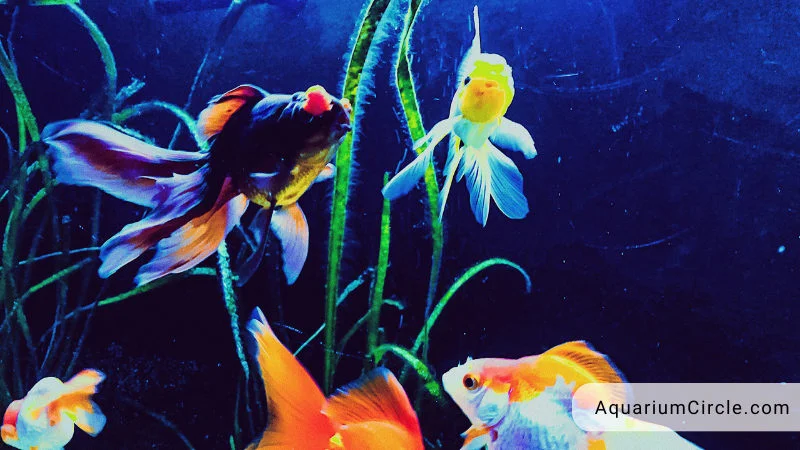 factors that cause fin rot disease in your fish